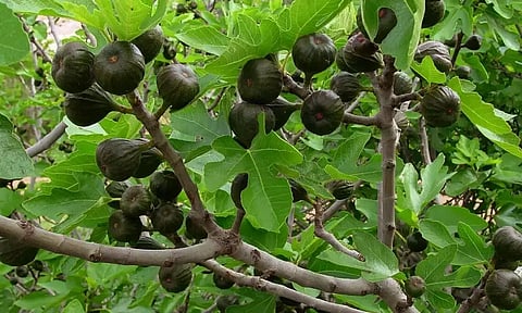 கல்ப மூலிகை-அத்தி