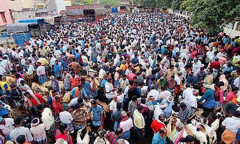 திருமங்கலம் ஆட்டுச்சந்தையில் கூடிய வியாபாரிகள் மற்றும் பொதுமக்கள் கூட்டத்தை படத்தில் காணலாம்.