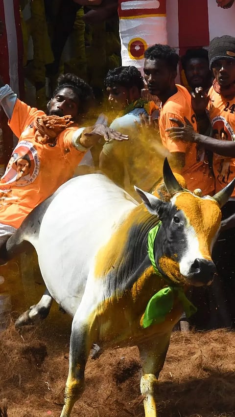 உலக புகழ்பெற்ற மதுரை அலங்காநல்லூர் ஜல்லிக்கட்டு போட்டி நிறைவு