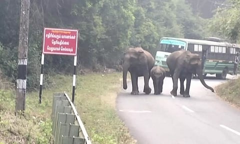 அரசு பஸ்சை வழிமறித்த காட்டு யானை கூட்டத்தால் பரபரப்பு