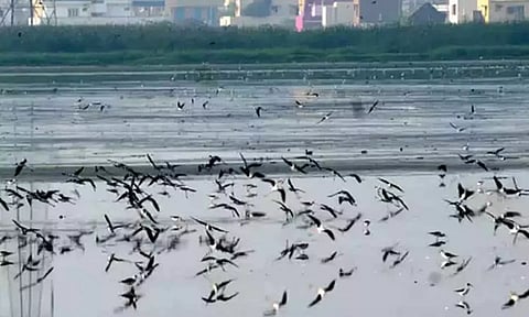 பள்ளிக்கரணை சதுப்பு நிலத்தில் புதிய வகை பறவைகள் வருகை