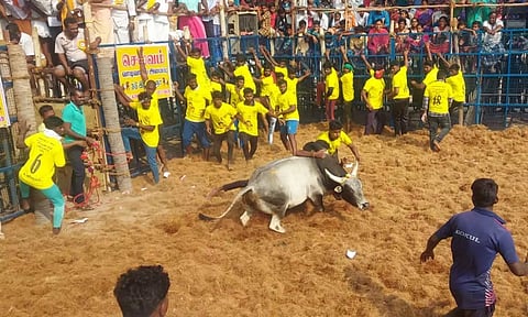 உலிபுரம் ஜல்லிக்கட்டு விழாவில் காளைகள் சீறி பாய்ந்தது- அடக்க முயன்ற வீரர்களை முட்டி தூக்கியது