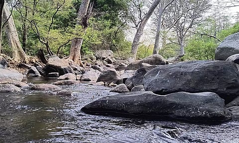 மூல வைகையாறு உற்பத்தியாகும் வெள்ளிமலை வனப்பகுதியில் குறைந்த அளவே நீர்வரத்து உள்ளது.
