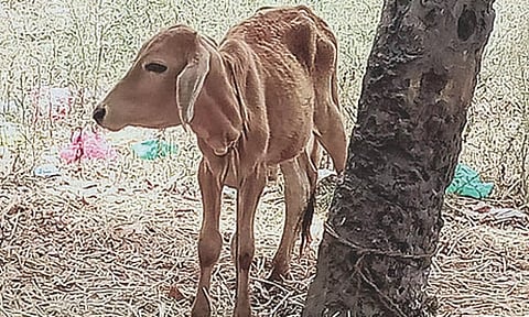 &nbsp;மீட்கப்பட்ட கன்று குட்டி