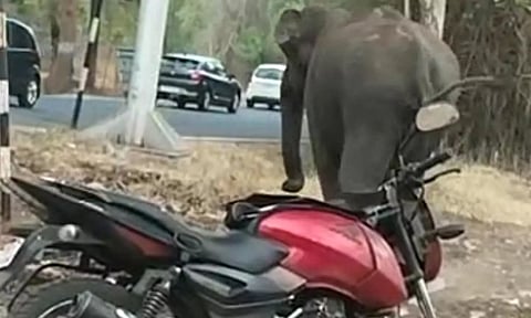 ஆசனூர் அருகே சோதனைசாவடியை முற்றுகையிட்ட ஒற்றை யானை