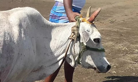 பசு மாட்டை கத்தியால் குத்திய மர்ம நபர்: விலங்கு நல வாரியத்தில் புகார்