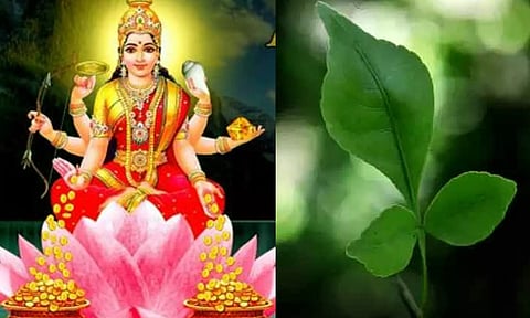 லட்சுமிக்கு பிரியமான  இலை எது தெரியுமா?