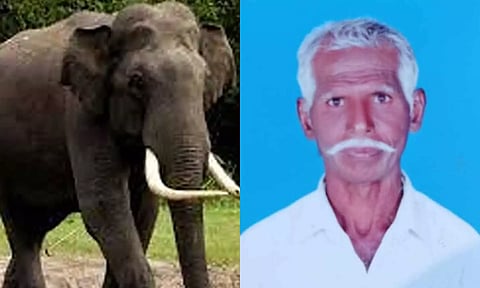 பாலக்கோடு அருகே காட்டு யானை மிதித்து முதியவர் பலி- கிராம மக்கள் பீதி