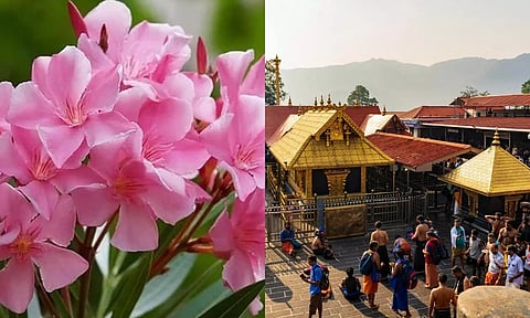 சபரிமலை உள்பட கோவில்களில் நடத்தப்படும் பூஜையில் அரளிப்பூ பயன்பாட்டுக்கு தடை
