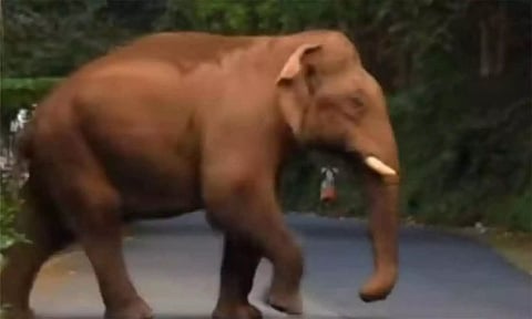 அந்தியூர் அருகே ஊருக்குள் புகுந்த ஒற்றை யானை