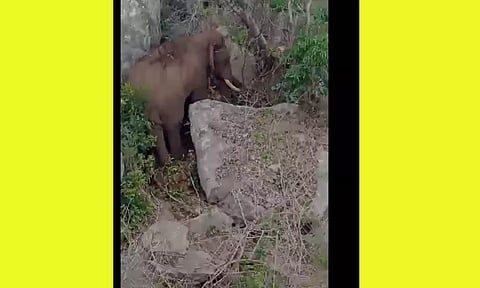 அந்தியூரில் 2 பாறைகளுக்கு இடையே சிக்கிய ஆண் யானை: போராடி மீட்பு