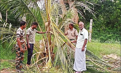 விளைநிலங்களுக்குள் புகுந்து யானைகள் அட்டகாசம்- விவசாயிகள் கவலை