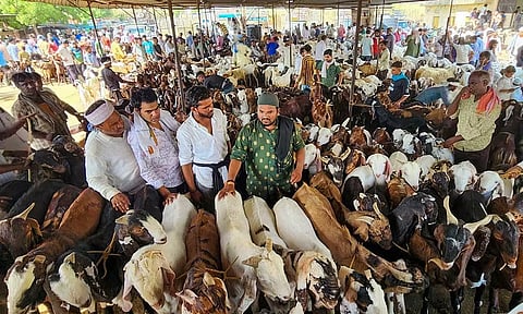 முஸ்லிம் போல வேடமிட்ட 'ஜெயின்கள்': 124 ஆடுகளை 'பக்ரீத்' பிரியாணியிலிருந்து காப்பாற்றிய வினோதம்