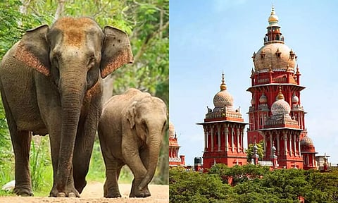 யானை வழித்தடத்தில் தோட்டம்: தோட்டக்கலைத்துறை செயலாளருக்கு ஐகோர்ட் எச்சரிக்கை