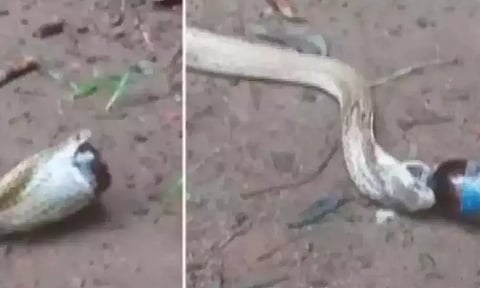 மருந்து பாட்டிலை விழுங்கிய பாம்பு- வீடியோ வைரல்