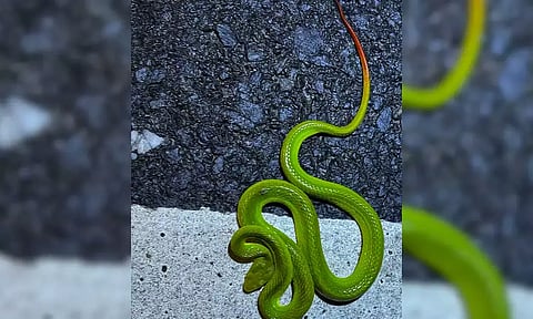 தேசிய பூங்காவில் 'ஹாரிபாட்டர்' பாம்பு