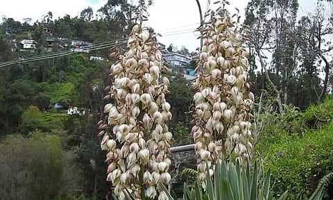 கொடைக்கானலில் வருடத்திற்கு ஒருமுறை பூக்கும் கற்றாழை வகை பூக்கள்