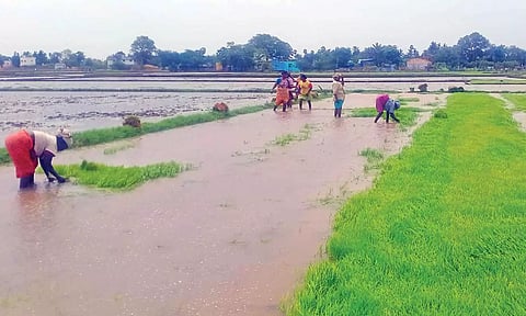 அணைப்பகுதிகளில் மழை நீடிக்கிறது: நெல்லை மாநகர் பகுதியில் நெல் நடவு பணி தீவிரம்