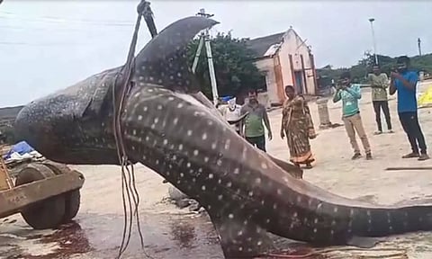 1500 கிலோ எடையுள்ள மீன் சிக்கியது
