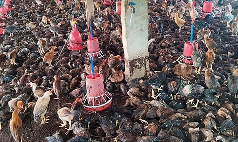 மத்தூர் அருகே கனமழையால் ரூ.18 லட்சம் மதிப்பிலான நாட்டுக்கோழிகள் உயிரிழப்பு
