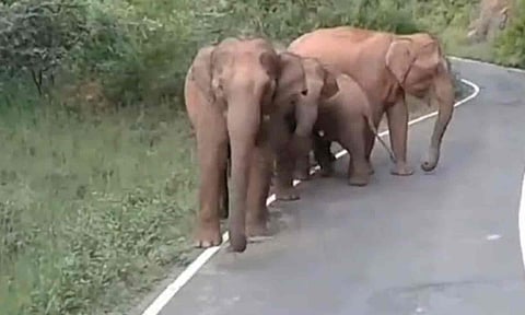 நடுரோட்டில் நின்று மிரட்டிய யானைகள்-  வாகன ஓட்டிகள் அச்சம்