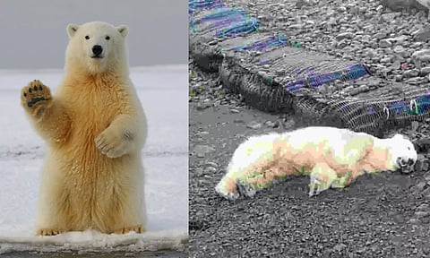 polar bear iceland