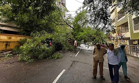 கோவை புலியகுளம் மீனா எஸ்டேட் பகுதியில் சாலையோரம் நின்றிருந்த மரம் முறிந்து காரின் மீது விழுந்து கிடப்பதை படத்தில் காணலாம்.