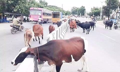 மாடு வளர்ப்பு- நெல்லை மாநகராட்சி கட்டுப்பாடு