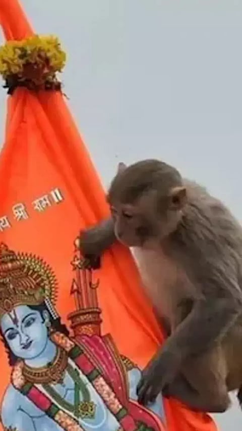 அயோத்தியில் உள்ள குரங்குகளுக்கு அக்ஷய் குமார் செய்த நெகிழ்ச்சி செயல்