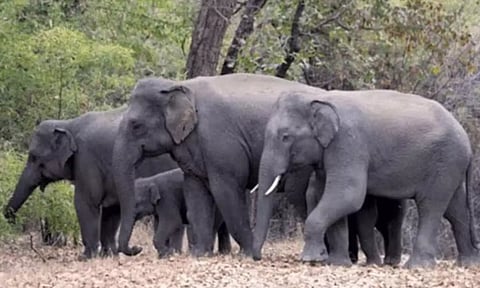 11 ஆண்டுகளில் 857 யானைகள் இறப்பு: ஒடிசா மந்திரி தகவல்