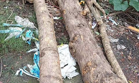 திருடப்பட்ட தேக்கு மரத்தை நகராட்சி அலுவலகத்தில் மர்ம நபர்கள் வைத்து சென்றதால் பரபரப்பு