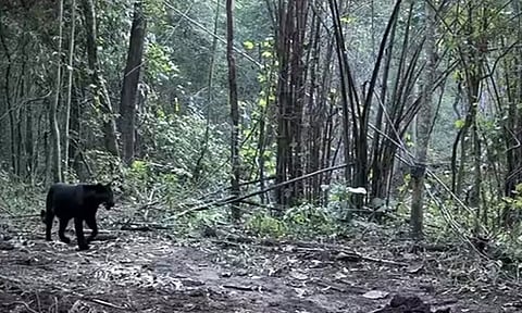 ஒடிசாவில் காணப்படும் அரியவகை கருஞ்சிறுத்தைகள்- வீடியோ வைரல்