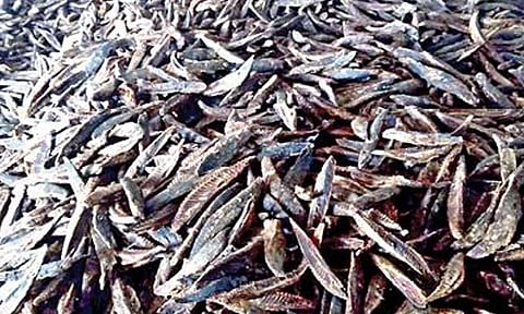 மாசி கருவாடு சாப்பிட்டால் இவ்வளவு நன்மையா...