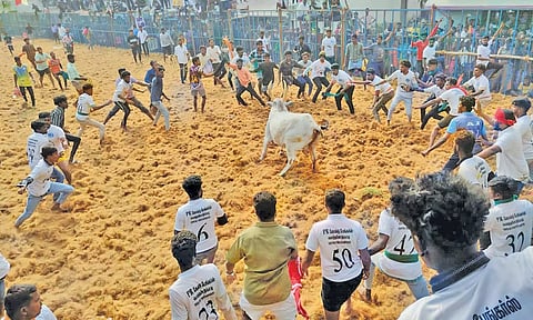 மணப்பாறை அருகே பி.புதுப்பட்டியில் ஜல்லிக்கட்டு போட்டியில் சீறிப்பாய்ந்த 600 காளைகள்