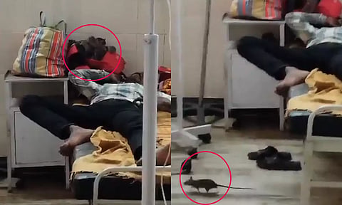 VIDEO: மருத்துவமனையின் குழந்தைகள் வார்டில் துள்ளிக்குதித்து விளையாடும் எலிகள்