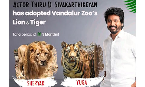 வண்டலூர் பூங்காவில் சிங்கம் & புலியை தத்தெடுத்த சிவகார்த்திகேயன்