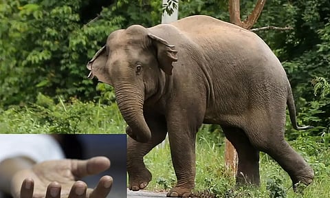 திருப்பதி அருகே விவசாயியை மிதித்து கொன்ற யானை