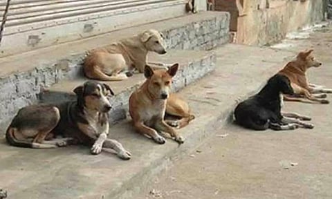 கொல்லிமலையில் சுற்றுலா பயணிகளை கடித்து குதறிய தெரு நாய்கள்