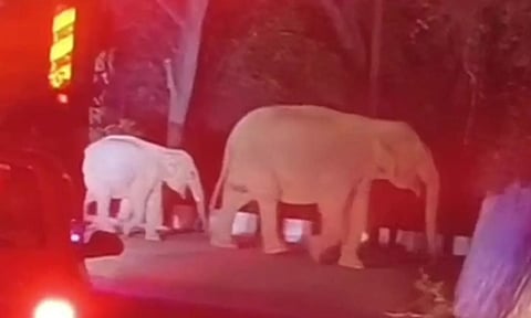 குன்னூர் மலைப்பாதையில் கூட்டம், கூட்டமாக சுற்றிய காட்டு யானைகள்- வாகன ஓட்டிகள் அதிர்ச்சி