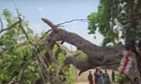 திருவண்ணாமலையில் ஆலமரக்கிளை முறிந்து விழுந்து 2 பேர் உயிரிழப்பு