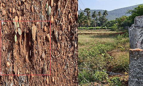 &nbsp;&nbsp;&nbsp;&nbsp;&nbsp;&nbsp;&nbsp;&nbsp;&nbsp;&nbsp;&nbsp;&nbsp;&nbsp;&nbsp;&nbsp;&nbsp;&nbsp;&nbsp;&nbsp;&nbsp;&nbsp;&nbsp;&nbsp;&nbsp;&nbsp;&nbsp;&nbsp;&nbsp;&nbsp;&nbsp;&nbsp;&nbsp;&nbsp;&nbsp;&nbsp;&nbsp;&nbsp;&nbsp;&nbsp;&nbsp;&nbsp;&nbsp;&nbsp;&nbsp; தோட்டத்தில் பதிவான சிறுத்தையின் கால் தடம்.