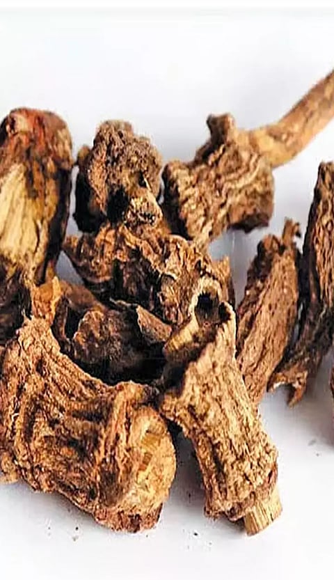 நன்னாரி வேரின் மருத்துவ குணங்கள்