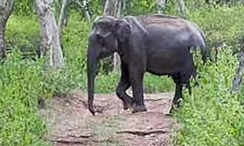 ஆசனூர் அருகே விவசாயத் தோட்டத்துக்குள் புகுந்து ஒற்றை யானை அட்டகாசம்