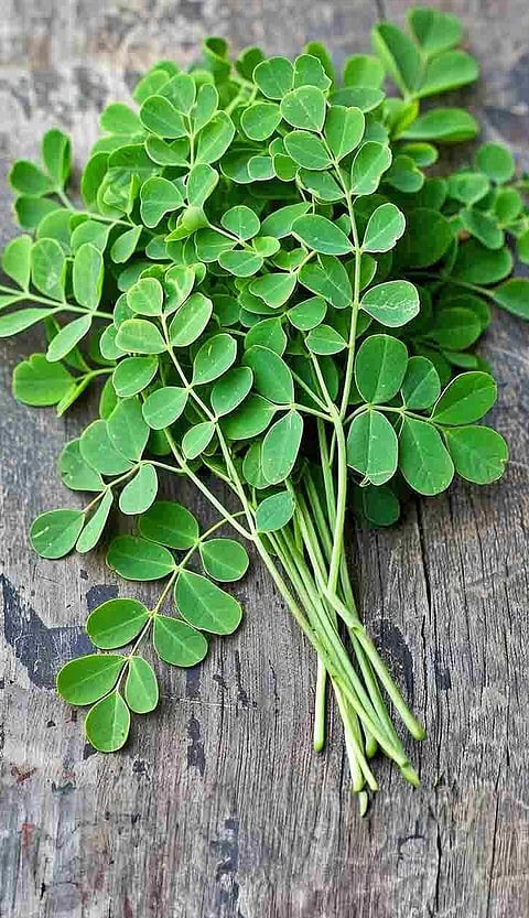 முருங்கை கீரை சாப்பிடுவதால் ஏற்படும் நன்மைகள்