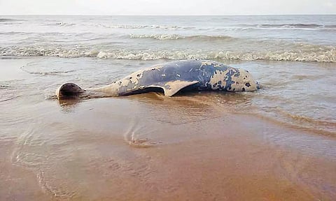 கோடியக்கரை கடற்கரையில் 150 கிலோ எடை கொண்ட ராட்சத டால்பின் கரை ஒதுங்கியது