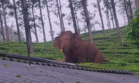 பந்தலூர் அருகே யானை மிதித்து மூதாட்டி பலி