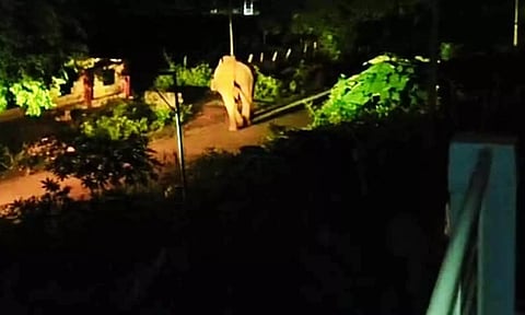 அரசு பள்ளி அருகே சுற்றி வந்த ஒற்றை யானையால் மக்கள் பீதி