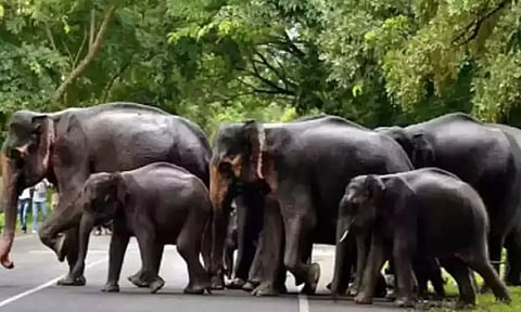 சத்தியமங்கலம் புலிகள் காப்பகத்தில் யானைகள் எண்ணிக்கை 780 ஆக உயர்வு- அதிகாரி தகவல்