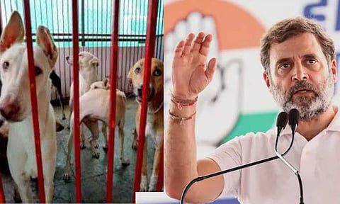 டெல்லியில் இருந்து தெரு நாய்களை அகற்றும்  உச்சநீதிமன்ற உத்தரவுக்கு ராகுல் காந்தி அதிருப்தி