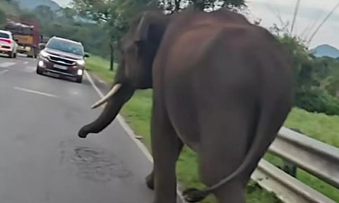 கரும்புக்கட்டுகளை எடுக்கும் வேகத்தில் லாரி கண்ணாடியை உடைத்து சேதப்படுத்திய ஒற்றை யானை